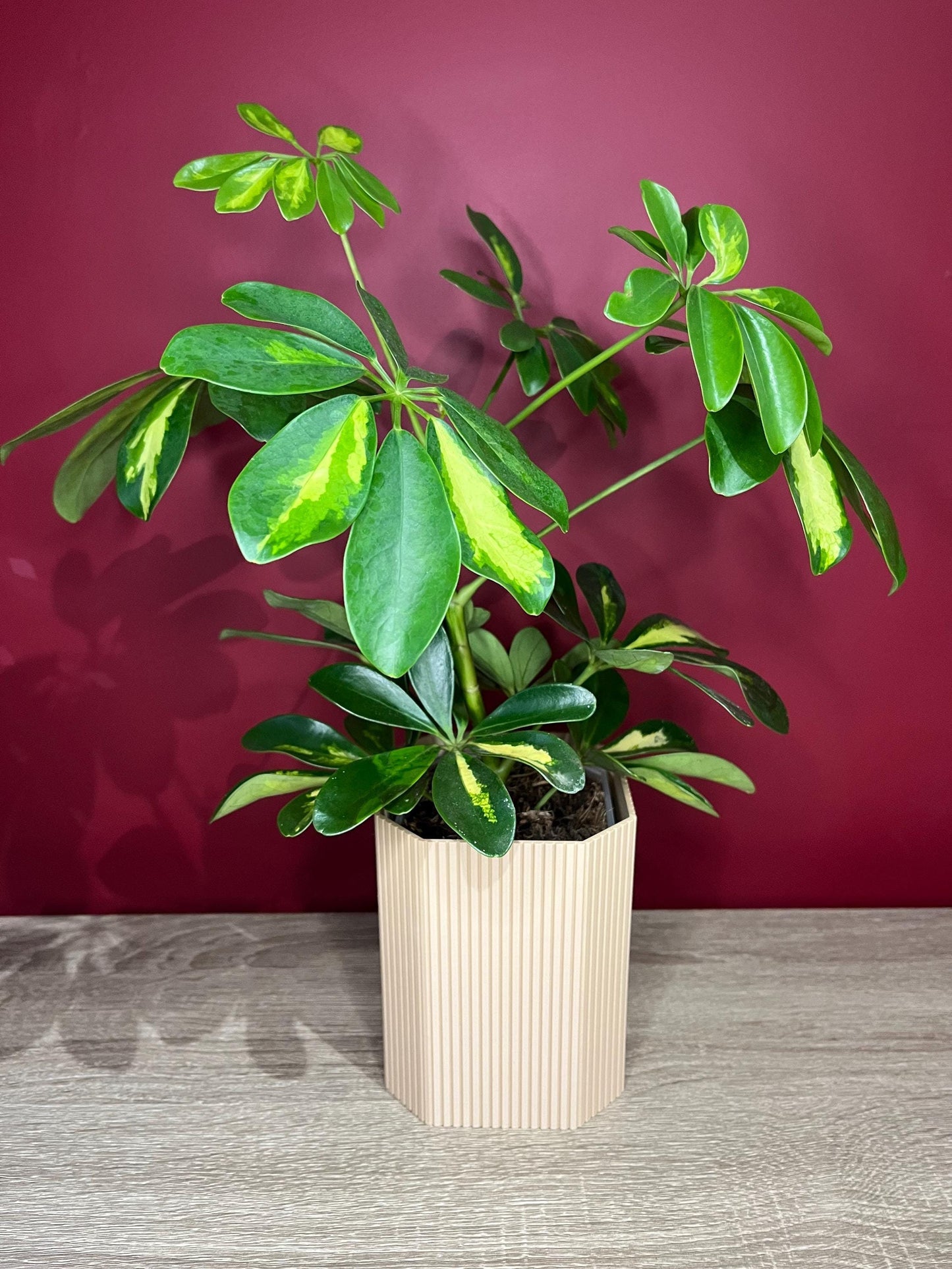 Slatted Bill, Aroid Tower Pot Covers | Eco friendly Planter | 12 Colours