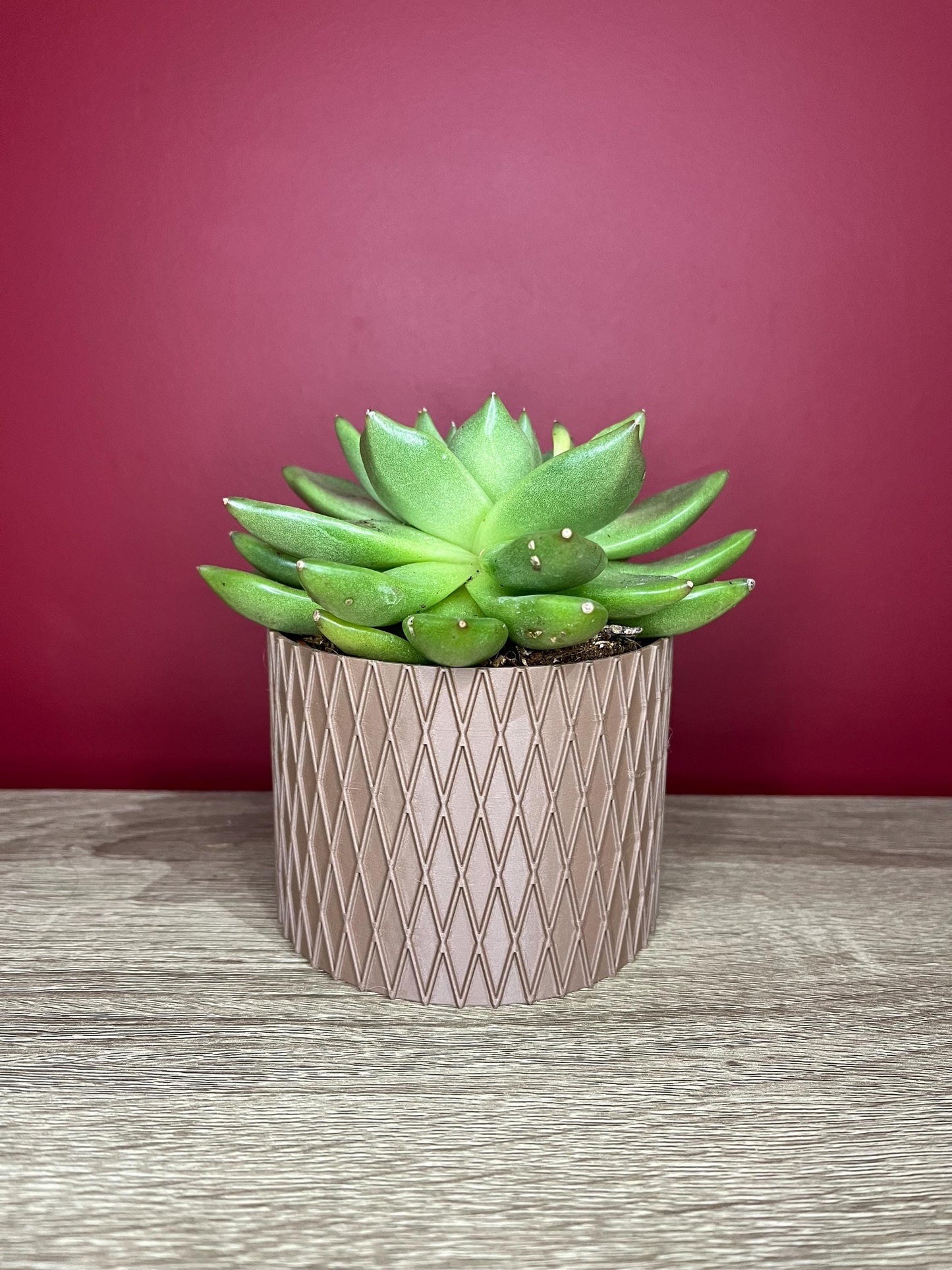 The Diamond, small succulent plant pot | Eco friendly Planter | 12 Colours