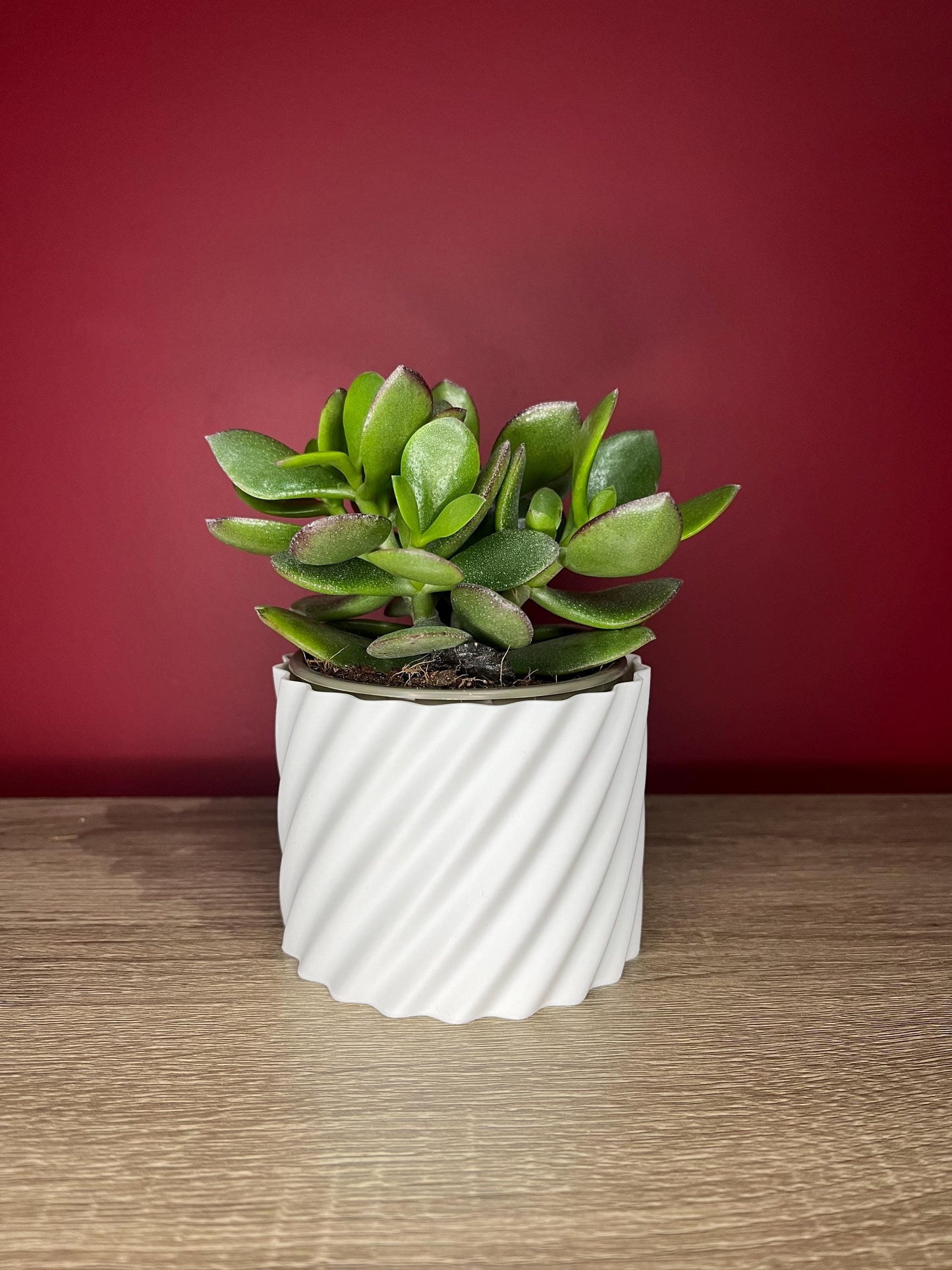 The Wave, small succulent plant pot | Eco friendly Planter | 12 Colours